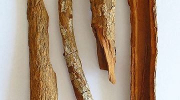 Cinchona Officinalis