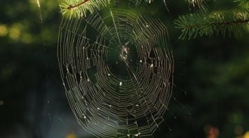 spider in a web