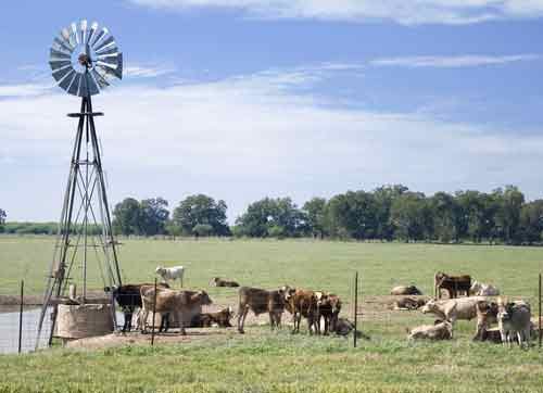 Grandmother's Windmill