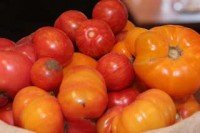 tomatoes