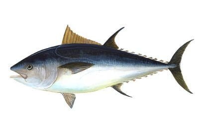 Bluefin Atlantic Tuna
