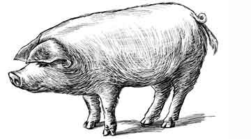 pig food clipart black