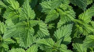 Nettles