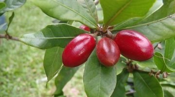 Miracle Fruit plant berries